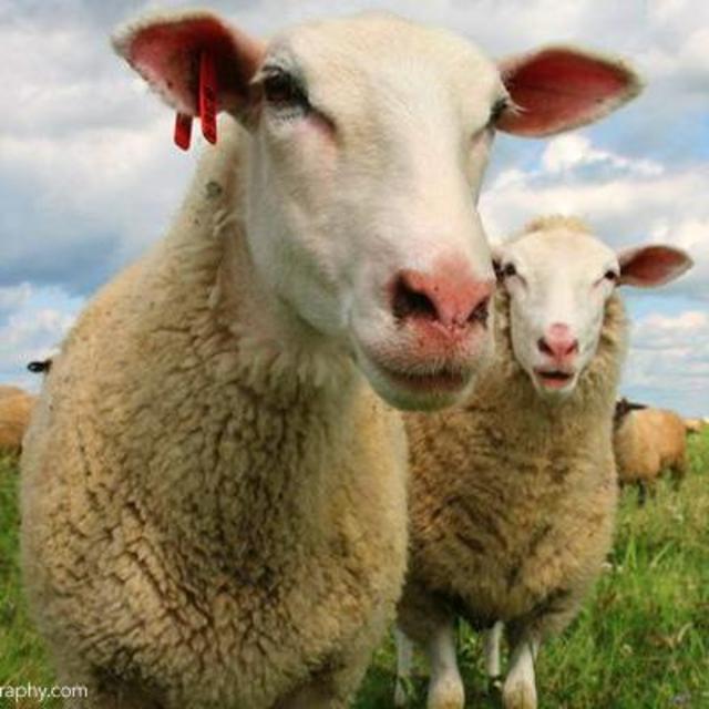 6-Month Mint Creek Farm Meat CSA