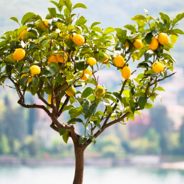 Lemon Tree