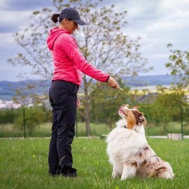 Dog Training