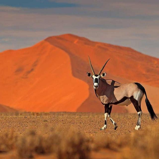 Namibian Safari Honeymoon (ideally 2025)