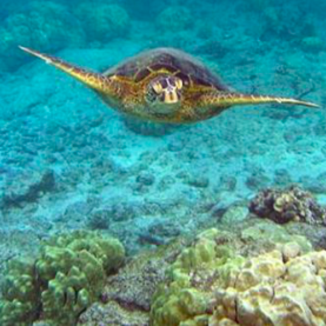 Snorkling in Zante