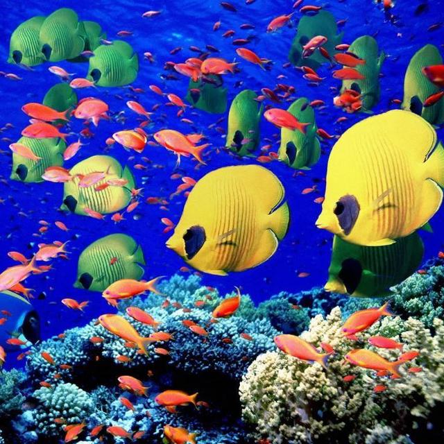 Scuba Diving