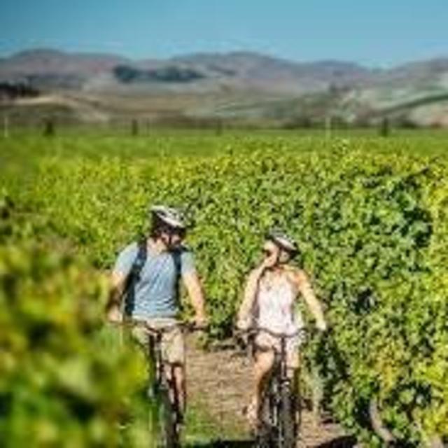 Marlborough Vineyards Wine Bike Tour