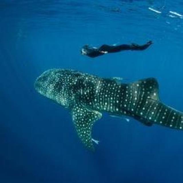 Swimming with Whale Sharks!