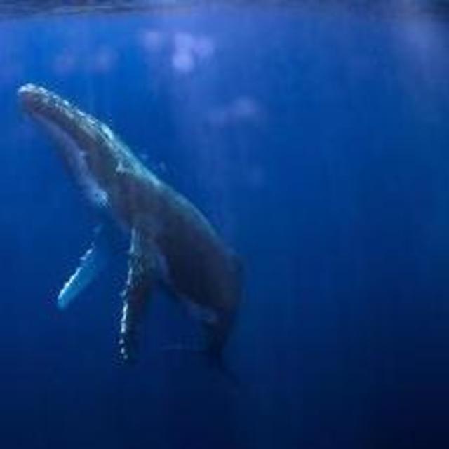 Moorea Swim with Whales Rays and Dolphins