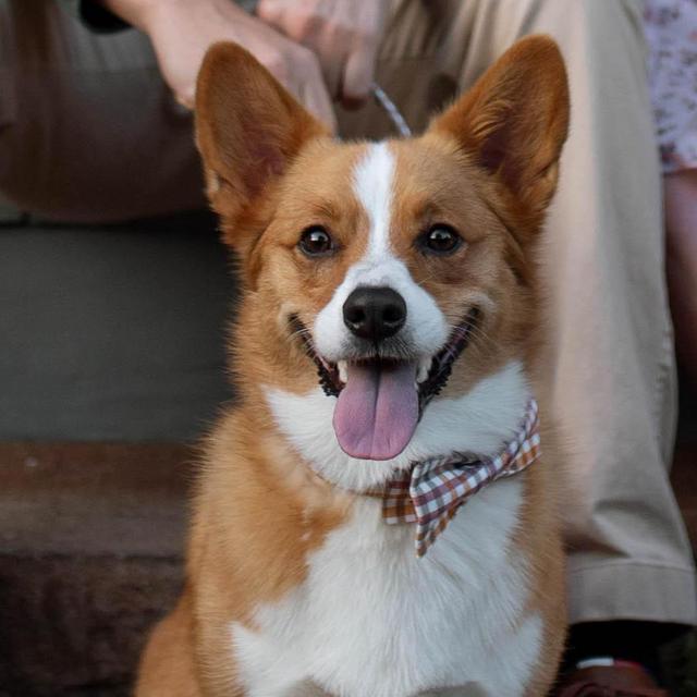 Ollie Toy Fund