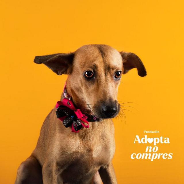Donate to Adopta No Compres, a dog rescue in Colombia