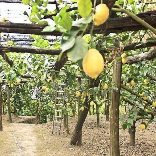 Amalfi Limoncello Tour