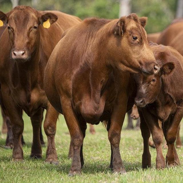 1/2 Cow from Kingbird Pastures
