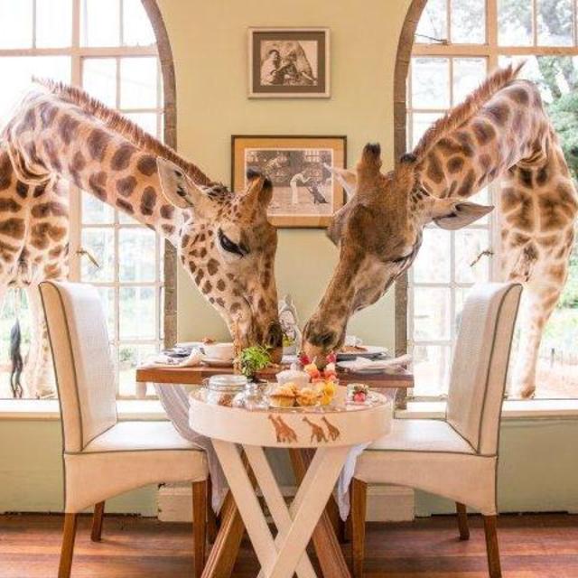 Honeymoon: Giraffe Manor (Nairobi, Kenya)
