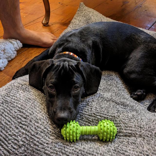 Honeymoon Doggie Boarding