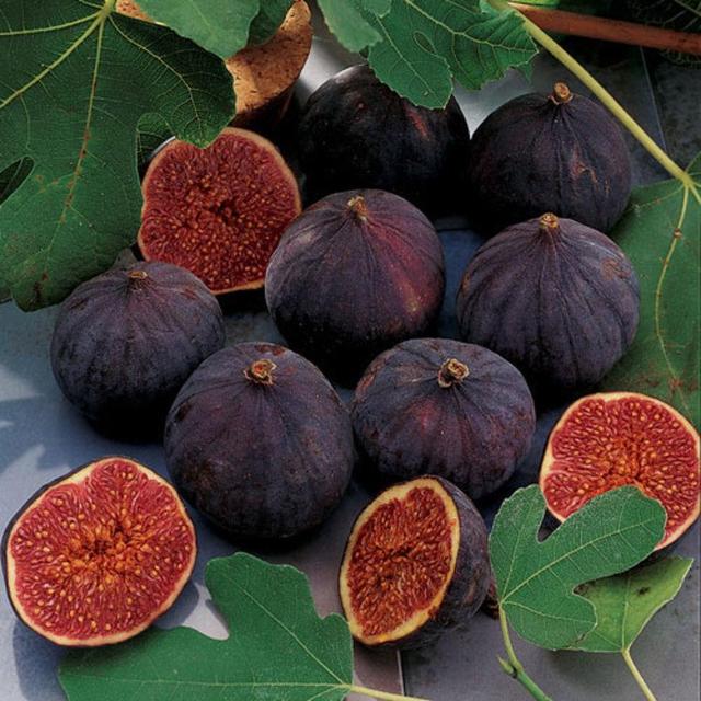 Fig Tree