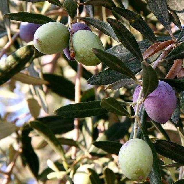 Olive Tree