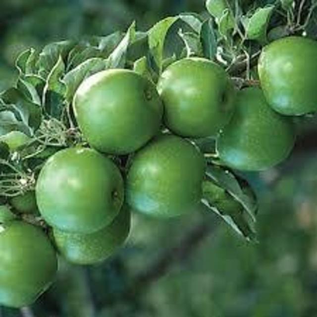 Apple Tree