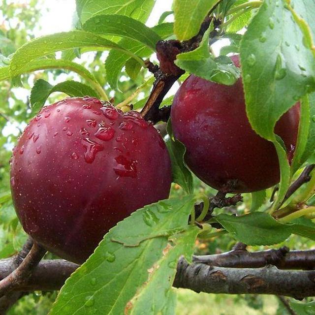 Plum Tree