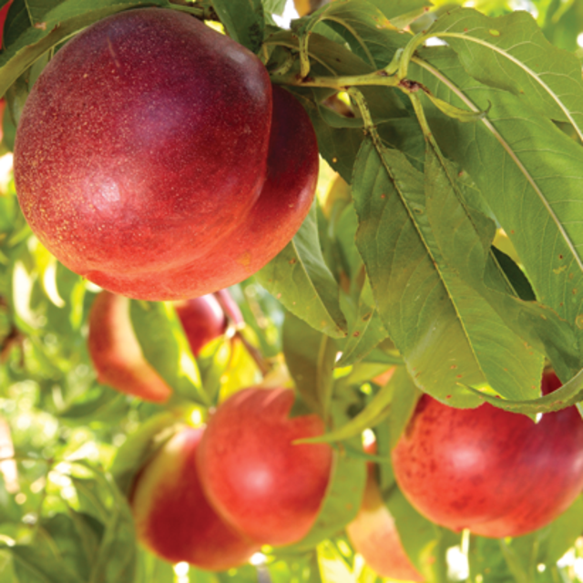 Nectarine Tree