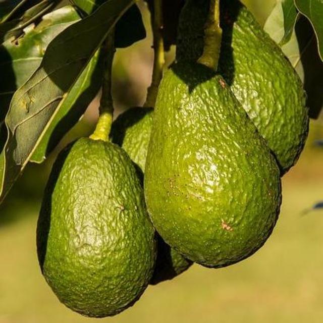 Avocado Tree