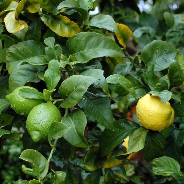 Lemon/Lime Tree