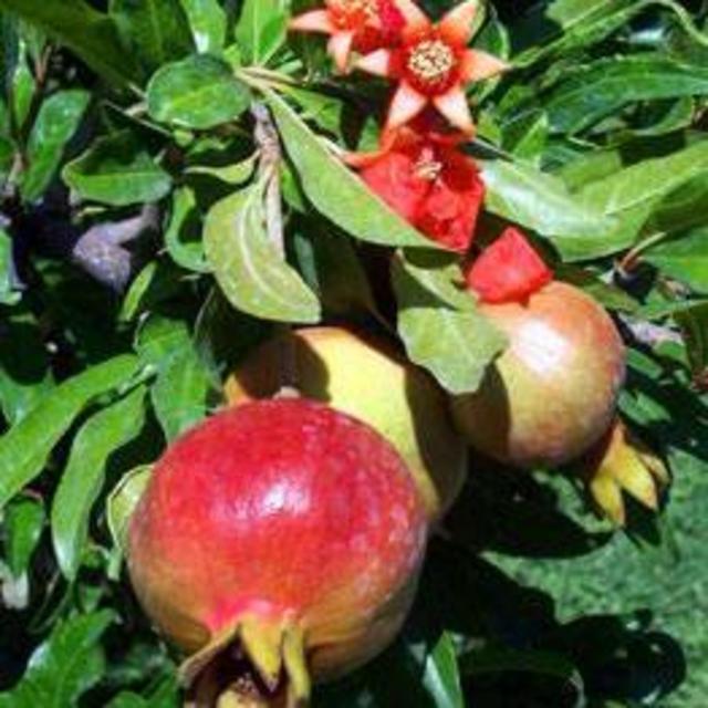 Pomegranate Tree