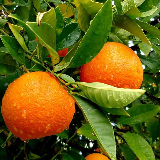 Orange Tree