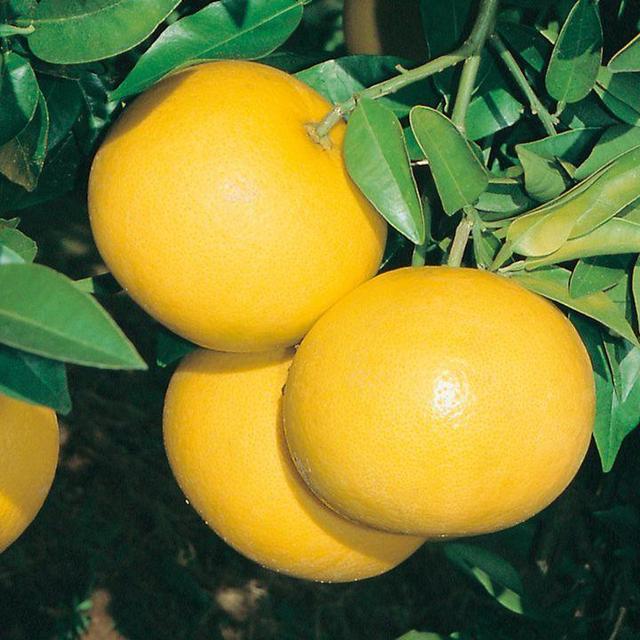 Grapefruit Tree