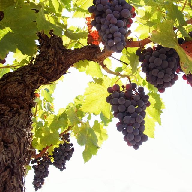 Grape Vine