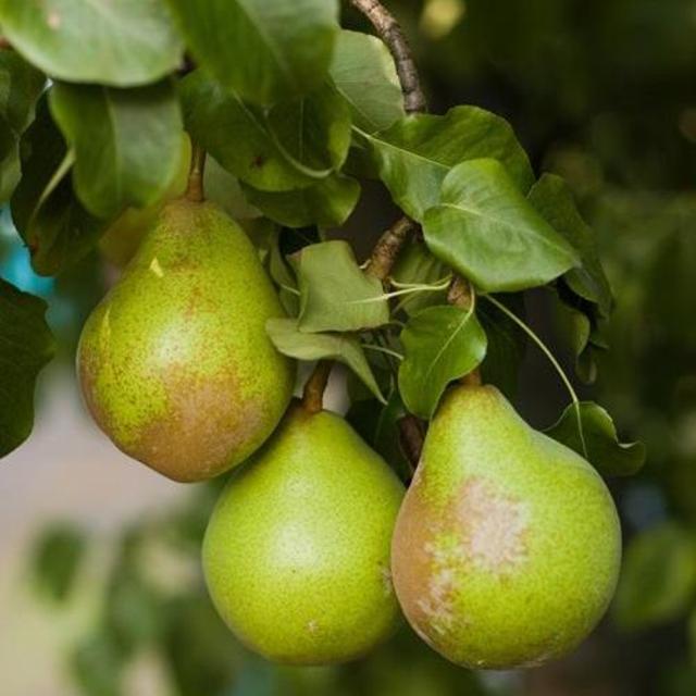 Pear Tree