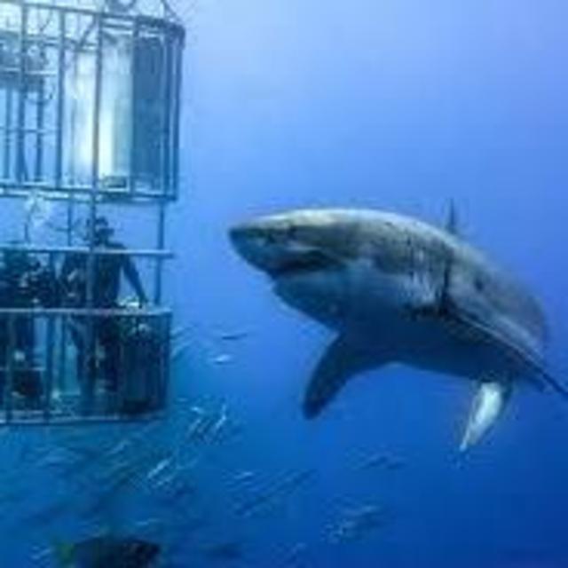 Shark Cage Diving Tour in Cape Town