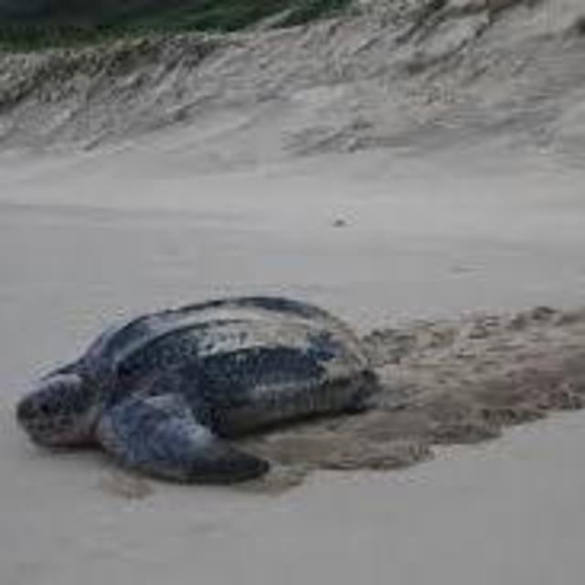 Turtle Drive