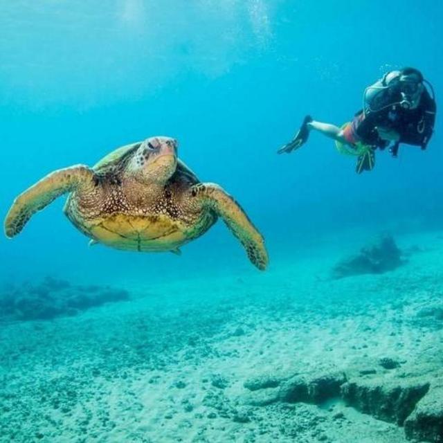 Honeymoon Scuba Diving