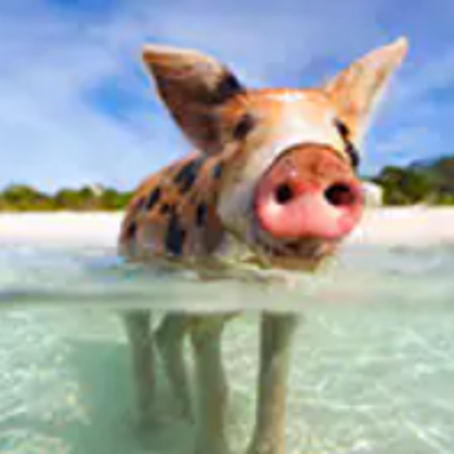 Swim with the Pigs in the Bahamas