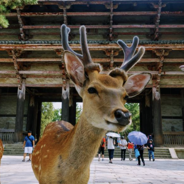 Nara Day Tour