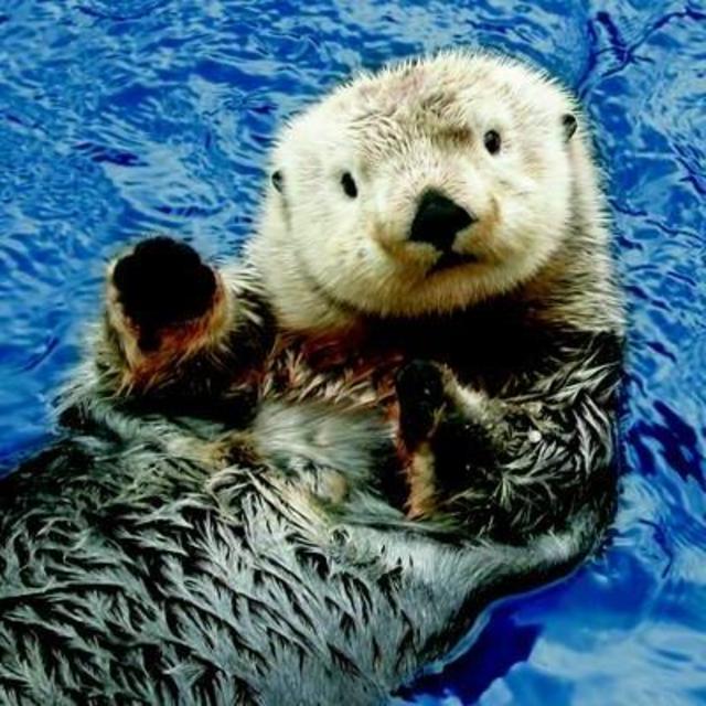 Admission for two to the Vancouver Aquarium