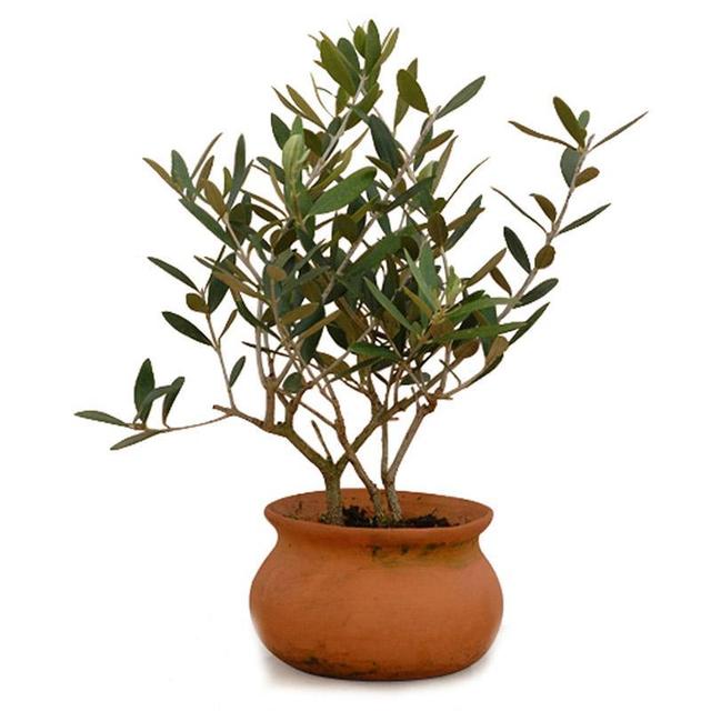Olive Tree for Our Backyard