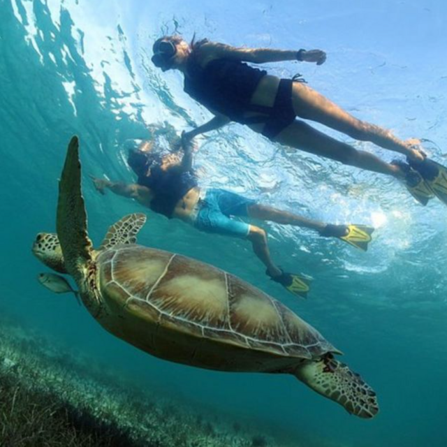 Riviera Maya: Turtles and Cenote Snorkeling Tour