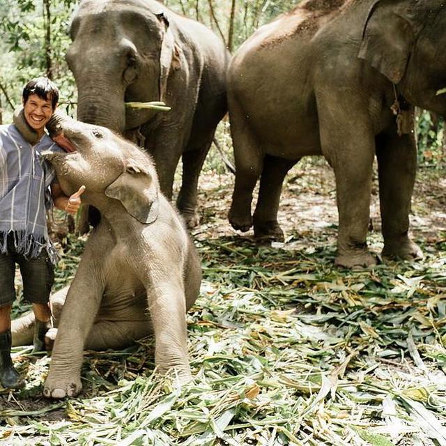 Day Visit to a Thai Elephant Sanctuary
