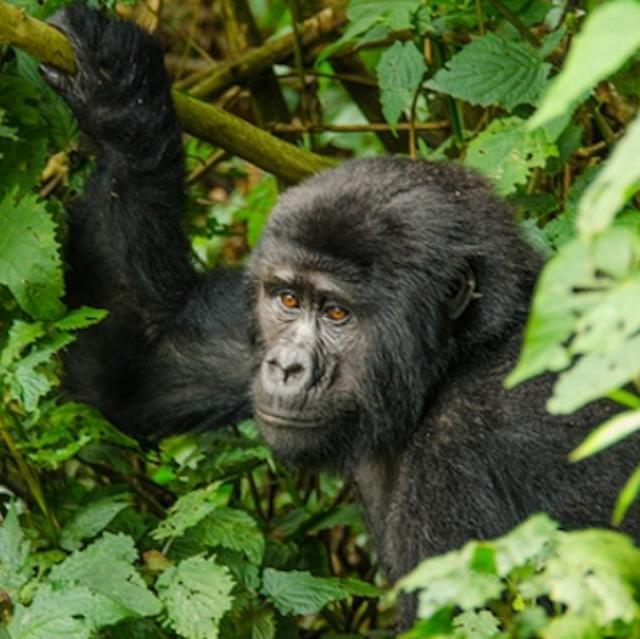 Honeymoon! Gorilla Trekking Permit for Uganda, Bwindi Forest
