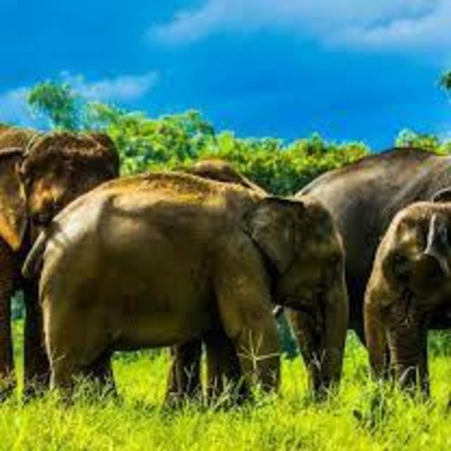 Elephant Sanctuary