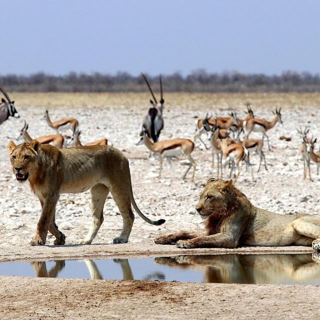 Etosha National Park Fees & Activities