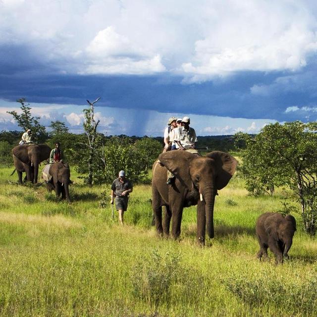Elephant Back Safari in Victoria Falls