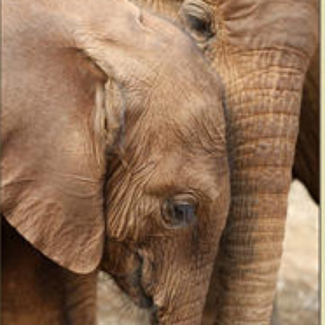 Honour Donations - The David Sheldrick Wildlife Trust