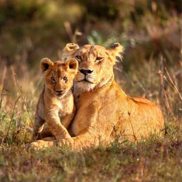 Tanzania Safari Honeymoon