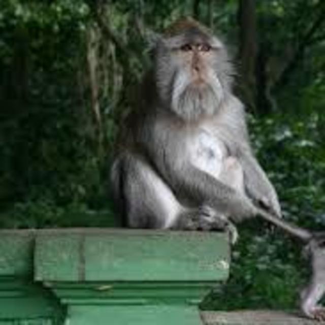 Ubud Day Tour - Monkey Forest