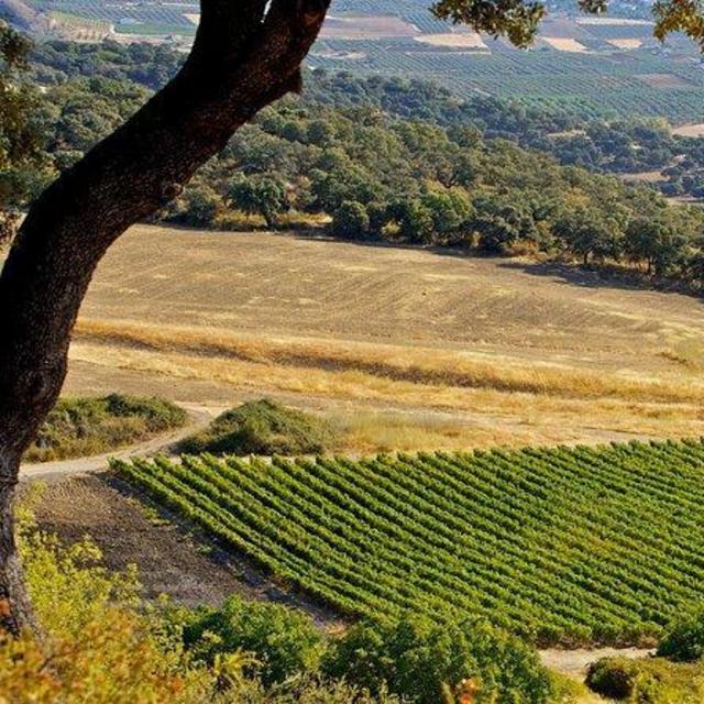 Wine tasting in Malaga Spain