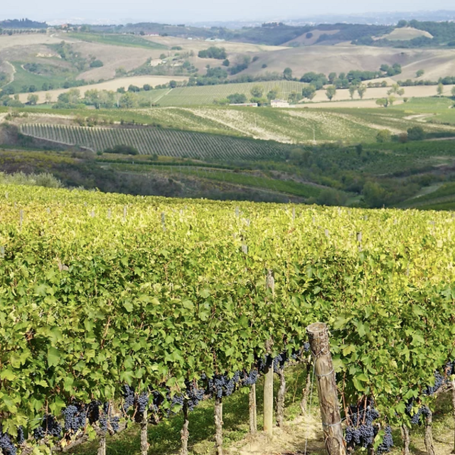 Guided Tuscany Tour
