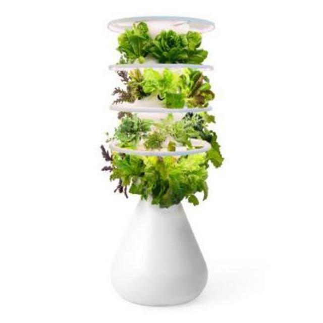 Lettuce Grow with Glow Rings