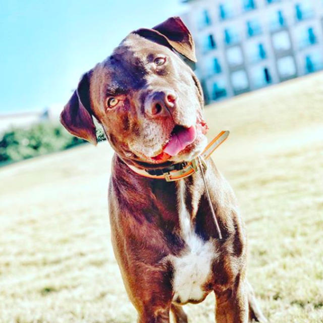 Pet Hotel for Sampson (while on Honeymoon)