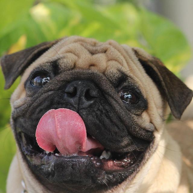 Our New Dog