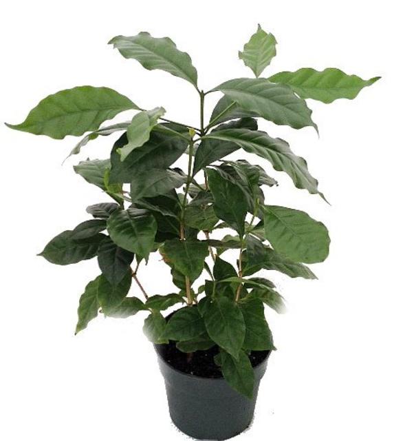 Hirt's Arabica Coffee Bean Plant - 6" pot - Grow & Brew Your Own