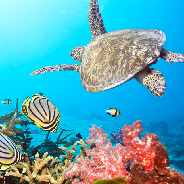 Honeymoon Excursion: Snorkeling with Turtles
